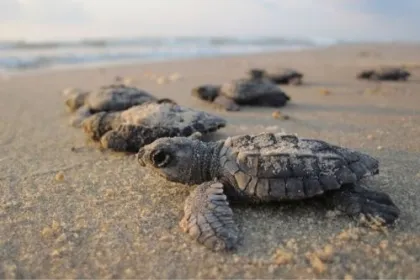 Schildkröten in Suriname