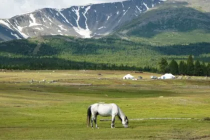 Ein Pferd steht in der schönen Landschaft der Mongolei, entdecke es auf deiner Reise