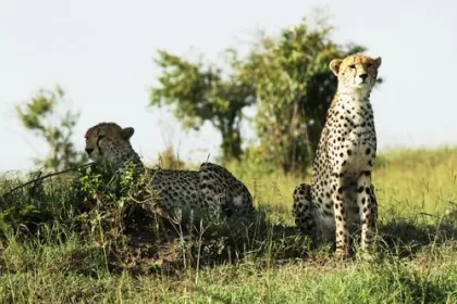 Ein Gepard in Namibia