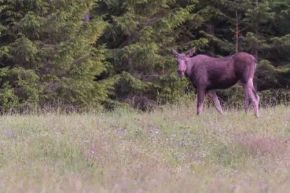 Ein Elch läuft durch den Wald in Schweden
