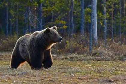 Ein Bär läuft in Schweden in der Wildnis umher