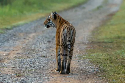 Entdecke den wunderschönen Jim Corbett Nationalpark auf deiner Indien Himalaya Reise