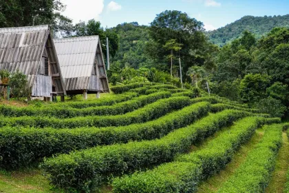 Entdecke Teeplantagen bei deiner Nordostindien Reise