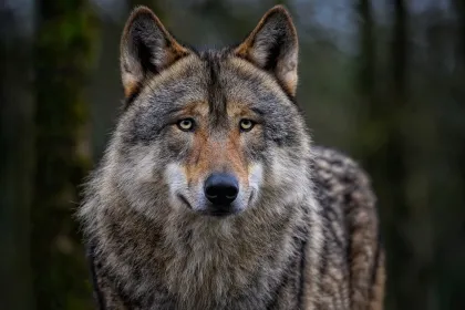 Wolf in Norwegen.