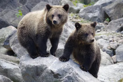 Zwei braunen Bären auf den Felsen.