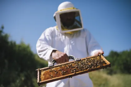 Bienenhaltung auf Zypern.
