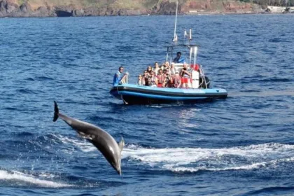 Delfine Beobachtung Exkursion in Madeira.