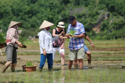 Reisende lernen Reispflanzen mit Locals, Vietnam.