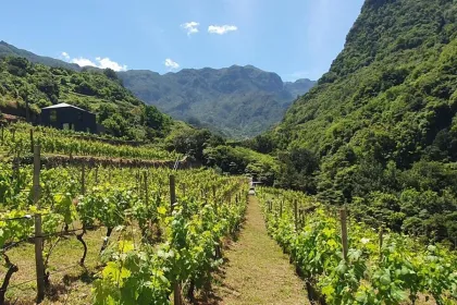 Wein probe tour in Madeira.