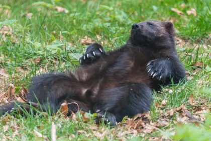 Ein Bär der niedlich auf dem Grass liegt.