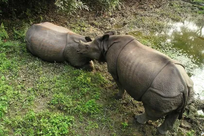 Zwei Rhinos.