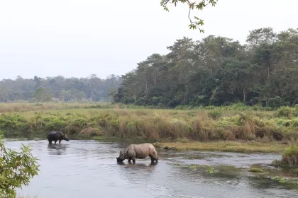 Chitwan Nationalpark Rhinos.