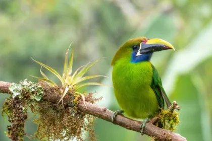 Vogel in Costa Rica.
