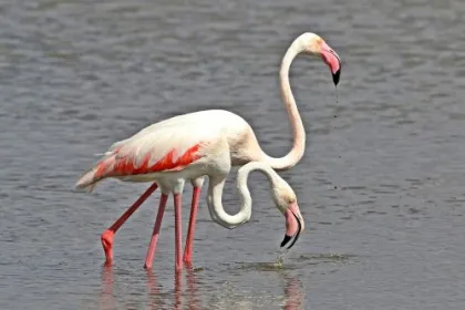 Bootstour im Wetland Park.