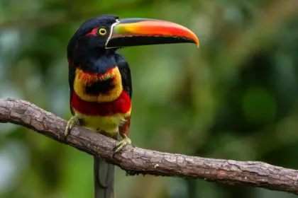 Tiere im Regenwald auf Sulawesi.