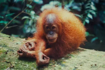 Orang Utans im Gunung Leuser Nationalpark.