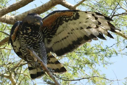 Spaziergang im Raffia Forest.
