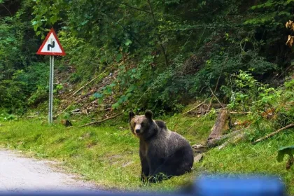 Transsilvanien Reise - Bären beobachten.