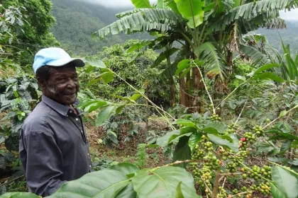 Kaffeeplantage in Jamaika besichtigen.