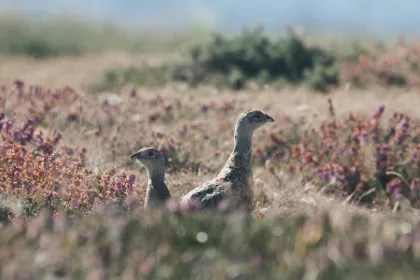 Vogelwelt an der Küste beobachten.
