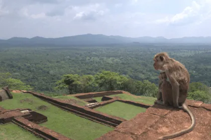 Zwei Makaken sitzen auf einer alten Backsteinmauer über den Ruinen von Sigiriya in Sri Lanka. Im Hintergrund erstrecken sich dichter grüner Wald, Hügel und ein bewölkter Himmel.