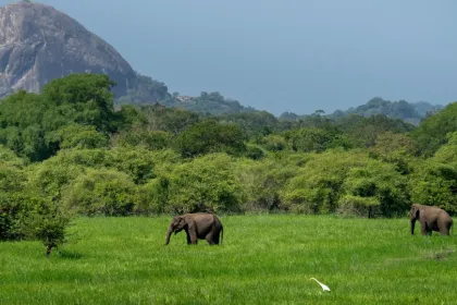 Elefanten im Yala Nationalpark.