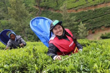 Zwei Frauen pflücken Teeblätter auf einer Teeplantage in Sri Lanka.