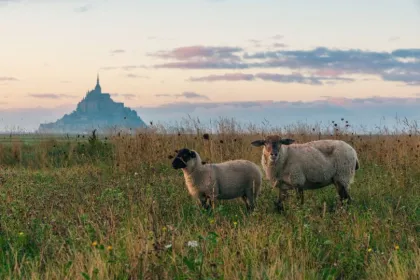 Normandie Reisen: Zwei Schafe vor dem Mont Saint Michel.