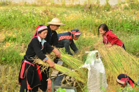 Locals auf der Farm, Vietnam.