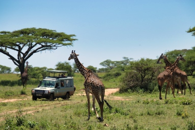 Eine Giraffe auf Safari entdecken.