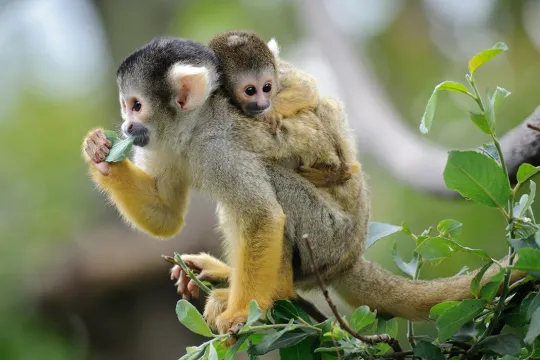 Costa Rica dieren aapjes
