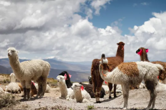 Eine Horde Lamas steht auf einem Berg