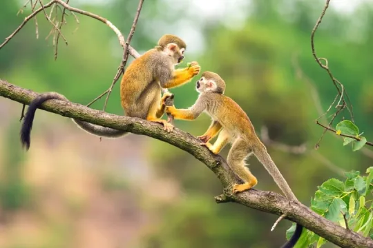 Suriname Urlaub: zwei Affen spielen miteinander