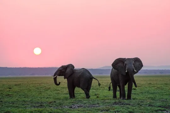 Elefanten bei Sonnenuntergang