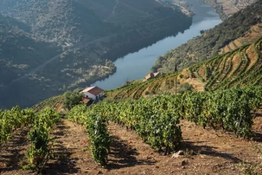 Blick auf Weinberge im Douro Tal bei der Rundreise durch Portugal mit dem Auto