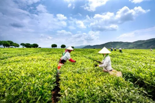 Lerne mehr über Teeplantagen bei deiner Nordostindien Reise