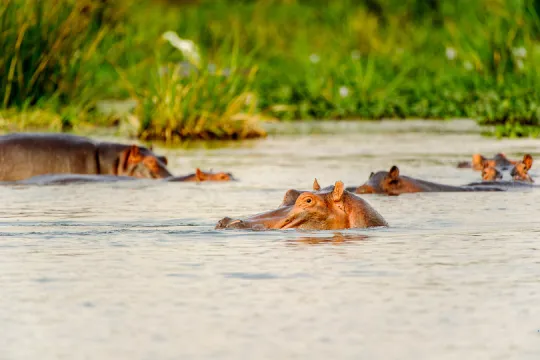 Entdecke Hippos bei deiner Uganda Tansania Reise