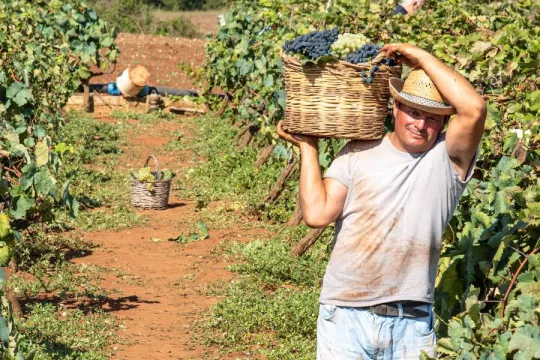 Bulgarien Weinreise local