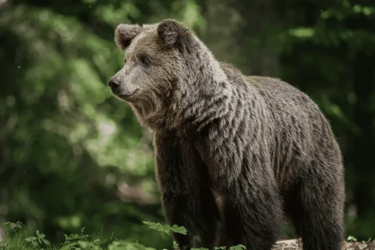 Bär in Slowenien.