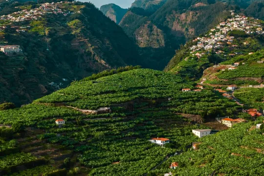 Blick auf die grünen Berge Madeiras, durchzogen von Häusern, die sich malerisch an die Hänge schmiegen.