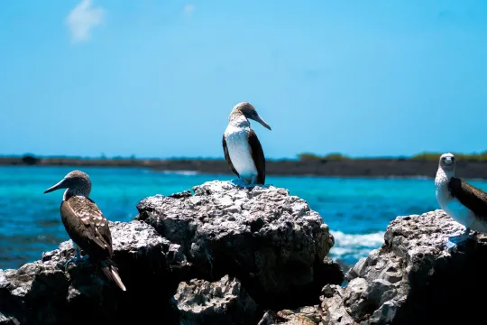 Ecuador und Galapagos Reise.