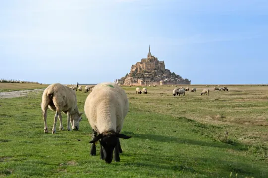 Schafe grasen auf einer weiten grünen Wiese vor dem Mont Saint-Michel, der im Hintergrund unter blauem Himmel aufragt.