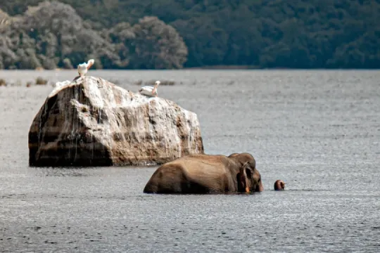 Ein Elefant schwimmt durch einen ruhigen See, während nur sein Rücken, Kopf und Rüssel aus dem Wasser ragen. Im Hintergrund sitzen zwei weiße Wasservögel auf einem großen Felsen vor dicht bewaldeten Hügeln.